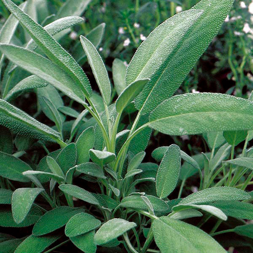 Broadleaf Sage Seeds - Image 2