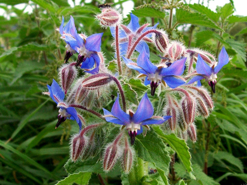Borage Seeds - Image 2