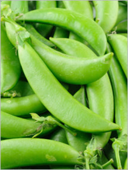 Sugar Snap Pea Seeds - Image 2