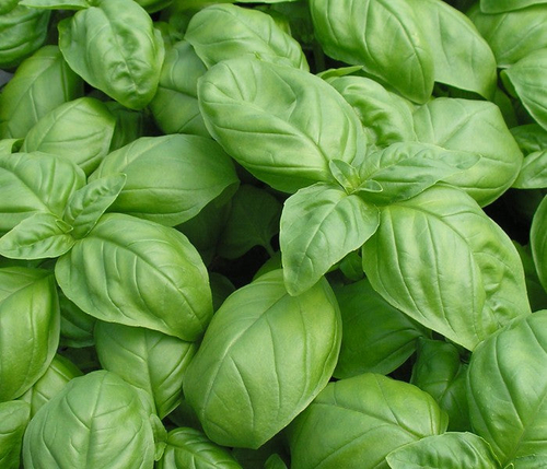 Italian Large Leaf Basil Seeds - Image 2
