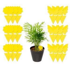 Sticky Fruit Fly Traps Fungus Gnat Killer Trap use for Indoor Outdoor
