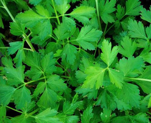 Dark Green Italian Flat Leaf Parsley Seeds - Image 2