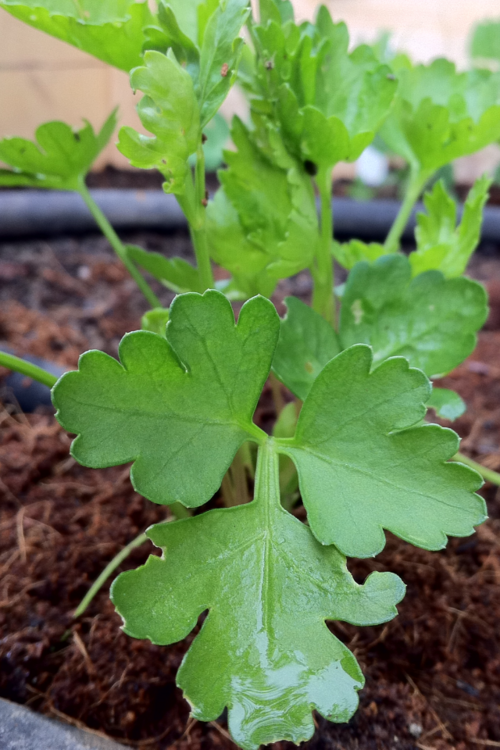 Dark Green Italian Flat Leaf Parsley Seeds - Image 3