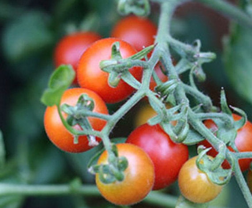 Peacevine Tomato Seeds - Image 2