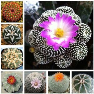 100 pcs Exotic Cactus Seeds Japanese Rare Succulents Seeds Flower