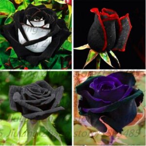 100pcs/bag Black Rose Seeds with red edge, rare color popular garden